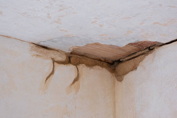 Best Professional water damage repair  in Westville, IN